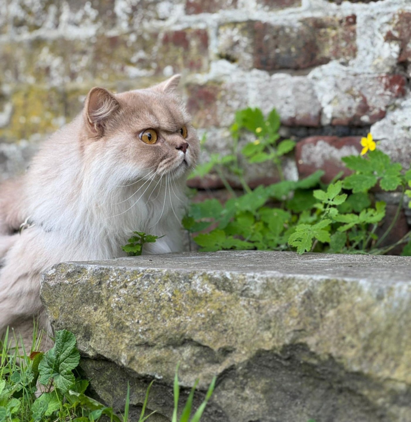 chaton British Longhair fawn silver mackerel tabby T- Woody (T-One) La Maison de Malarani