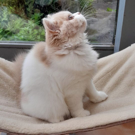 Yndira de Malarani Femelle British Longhair