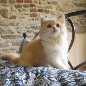 chaton British Longhair cream & blanc Vasco La Maison de Malarani