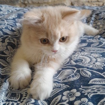 chaton British Longhair cream & blanc Vasco La Maison de Malarani