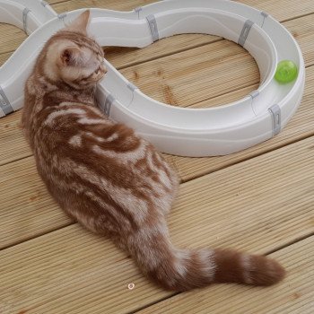 chaton British Shorthair cinnamon silver blotched tabby Willow La Maison de Malarani chaton British Shorthair cinnamon silver blotched tabby Willow La Maison de Malarani