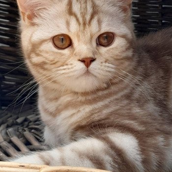 chaton British Shorthair cinnamon silver blotched tabby Willow La Maison de Malarani chaton British Shorthair cinnamon silver blotched tabby Willow La Maison de Malarani