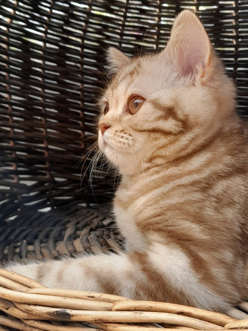 Willow de Malarani Femelle British Shorthair