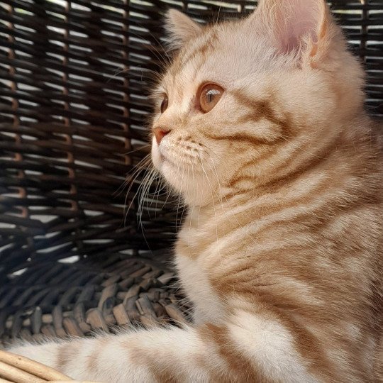 Willow de Malarani Femelle British Shorthair