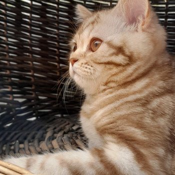 chaton British Shorthair cinnamon silver blotched tabby Willow La Maison de Malarani chaton British Shorthair cinnamon silver blotched tabby Willow La Maison de Malarani
