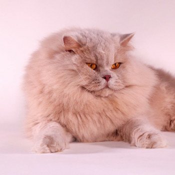 Phoenix Mâle British Longhair