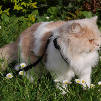 chat British Longhair R'Mione La Maison de Malarani