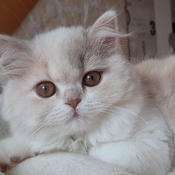 chat British Longhair fawn tortie & blanc R'Mione La Maison de Malarani