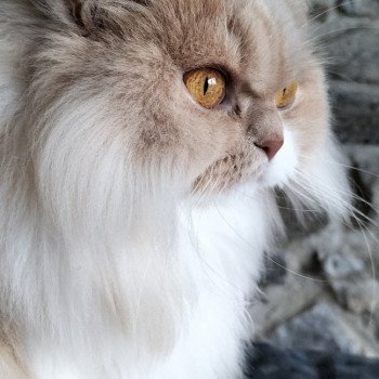 chat British Longhair fawn tortie & blanc R'Mione La Maison de Malarani