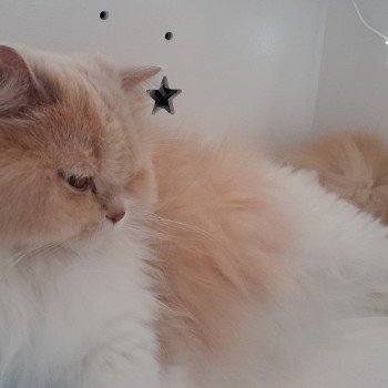 chat British Longhair fawn tortie & blanc R'Mione La Maison de Malarani