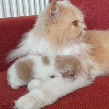 chat British Longhair fawn tortie & blanc R'Mione La Maison de Malarani