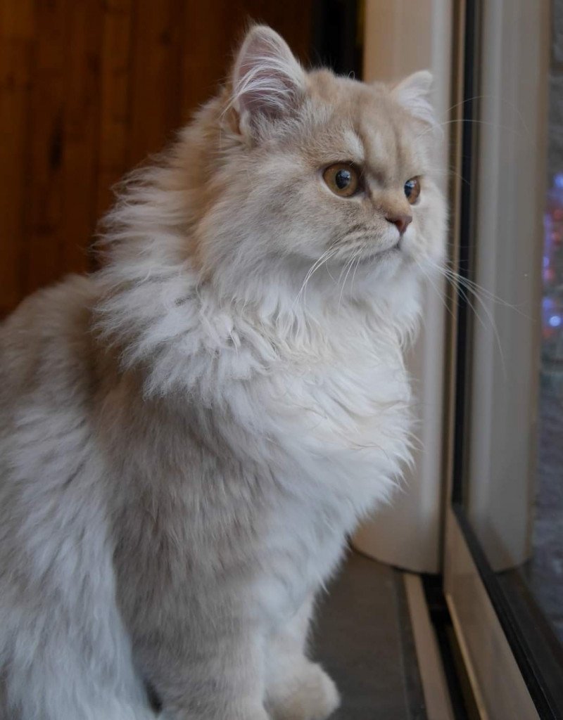 T- Woody (T-One) de Malarani Mâle British Longhair