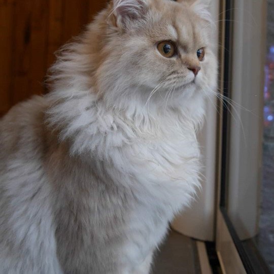 T- Woody (T-One) de Malarani Mâle British Longhair