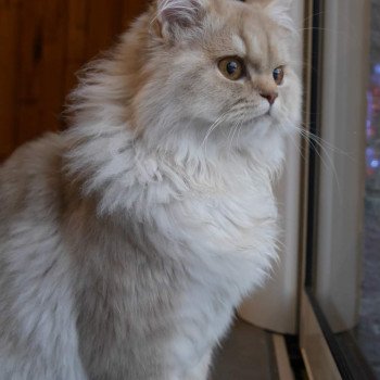 chaton British Longhair fawn silver mackerel tabby Woody (T-One) La Maison de Malarani