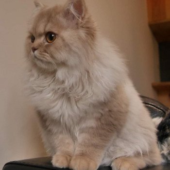 chaton British Longhair fawn silver mackerel tabby T- Woody (T-One) La Maison de Malarani