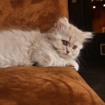 chaton British Longhair fawn silver mackerel tabby T- Woody (T-One) La Maison de Malarani