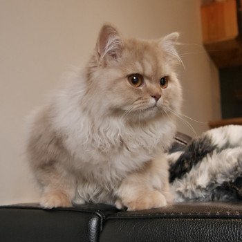 chaton British Longhair fawn silver mackerel tabby T- Woody (T-One) La Maison de Malarani