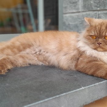 chat British Longhair U'my La Maison de Malarani