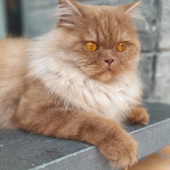 chat British Longhair U'my La Maison de Malarani