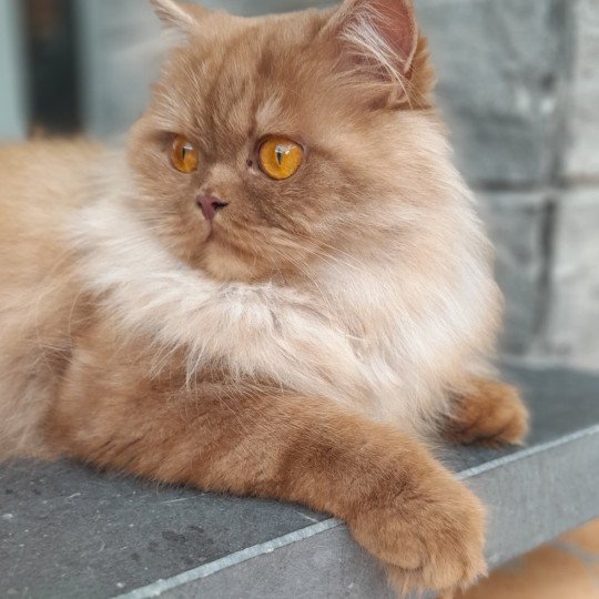 U'my Femelle British Longhair