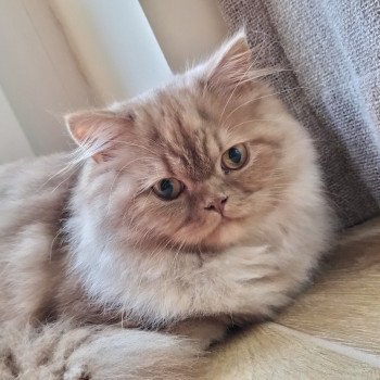 chat British Longhair cinnamon smoke U'my of British Fantasy La Maison de Malarani