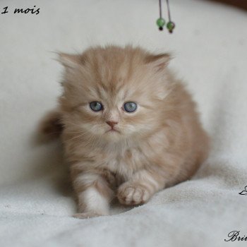 chat British Longhair cinnamon smoke U'my La Maison de Malarani