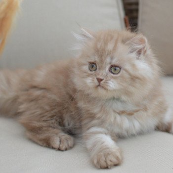 chat British Longhair cinnamon smoke U'my La Maison de Malarani