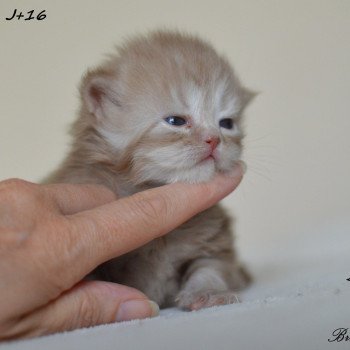 chat British Longhair cinnamon smoke U'my La Maison de Malarani