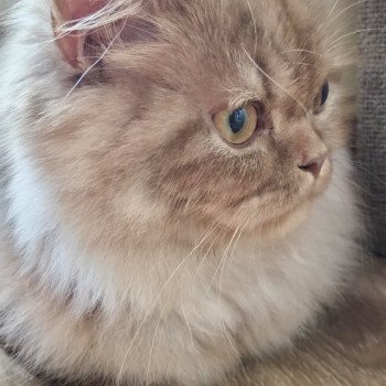 chat British Longhair cinnamon smoke U'my La Maison de Malarani