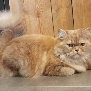 chat British Longhair cinnamon smoke U'my La Maison de Malarani