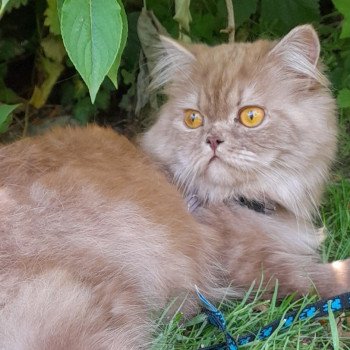 chat British Longhair cinnamon smoke U'my La Maison de Malarani