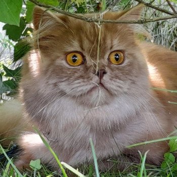 chat British Longhair cinnamon smoke U'my La Maison de Malarani