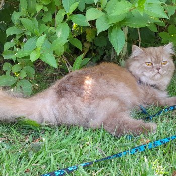 chat British Longhair cinnamon smoke U'my La Maison de Malarani