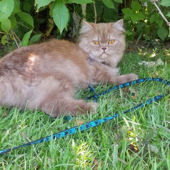 chat British Longhair cinnamon smoke U'my La Maison de Malarani