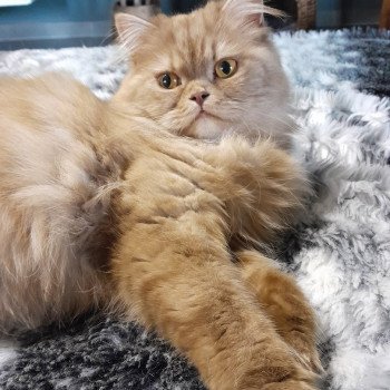 chat British Longhair cinnamon smoke U'my La Maison de Malarani