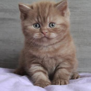 chat British Shorthair cinnamon smoke Agrid des Infiny Cheshire La Maison de Malarani