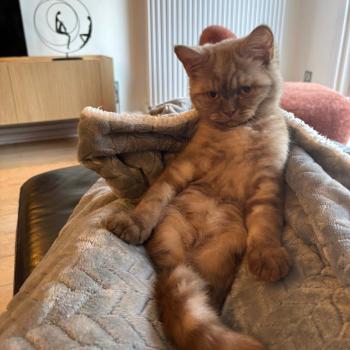 chat British Shorthair cinnamon smoke Agrid La Maison de Malarani
