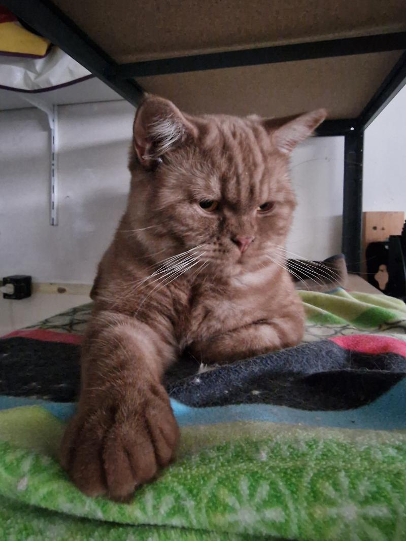 Agrid Mâle British Shorthair