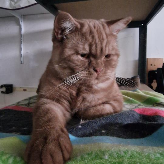 Agrid Mâle British Shorthair