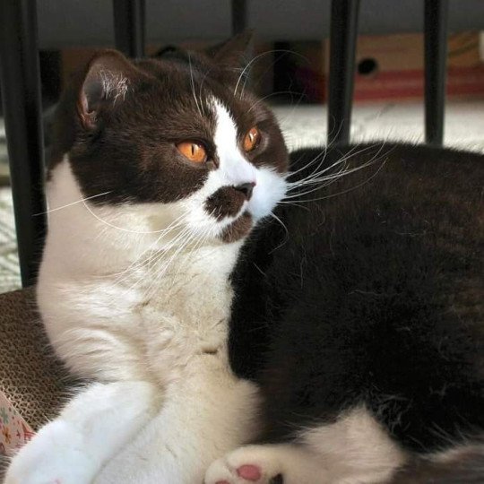 U'Calista de Malarani Femelle British Shorthair