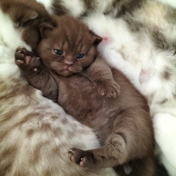 chaton British Shorthair chocolate U'Laly La Maison de Malarani