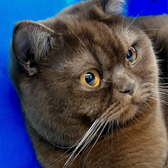 U'Laly de Malarani Femelle British Shorthair