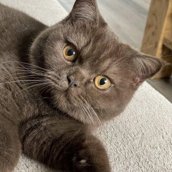 chaton British Shorthair chocolate U'Laly La Maison de Malarani