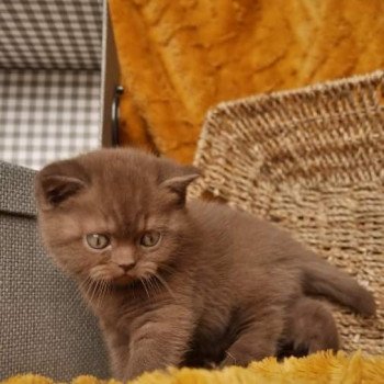 chaton British Shorthair chocolate U'Laly La Maison de Malarani