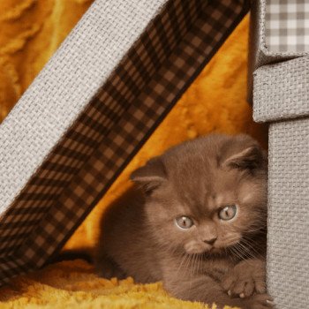 chaton British Shorthair chocolate U'Laly La Maison de Malarani