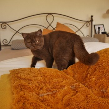 chaton British Shorthair chocolate U'Laly La Maison de Malarani