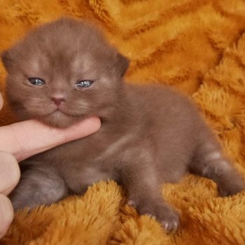 chaton British Shorthair chocolate U'Laly La Maison de Malarani