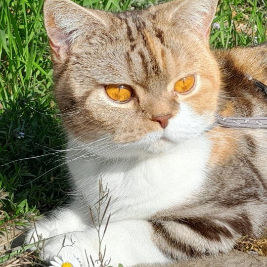 Una S'Perenza Femelle British Shorthair